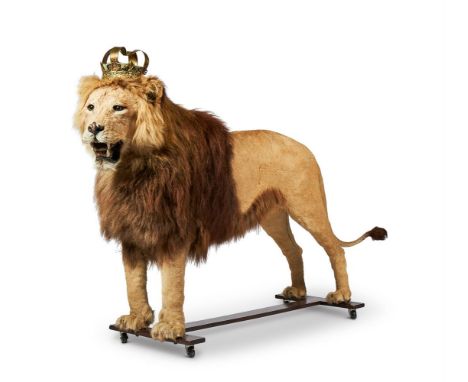 Y&nbsp;A PRESERVED MALE AFRICAN LION, PANTHERA LEO  EARLY 20TH CENTURY  Modelled standing full length on an stained wood I-sh