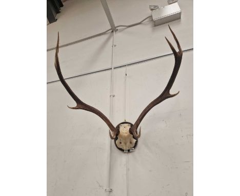 Wall mounted stagg antlers.