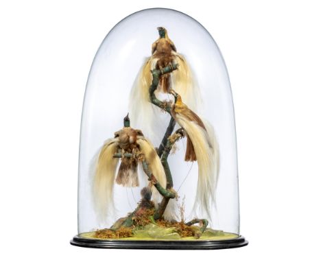 Taxidermy: Henry Shaw of Shrewsbury: A truly colossal glass dome containing three plumed birds of paradise (Paradises minor) 