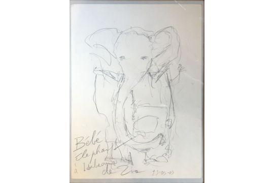 Zivo Bébé élephant Dessin Au Crayon Sur Papier Dédicacé Et