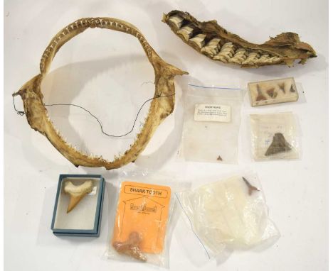 Fossil / paleontology and marine interest: Boiled Sharks Jaw labled 'Aldabra 1969 presented by J.M. Kennedy 07/11/70 S.A. Bal