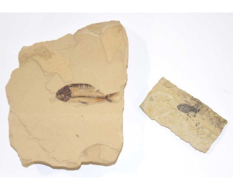 Fossil / Paleontology interest: Two fossils to include 20 million year old dragonfly larvae in bedrock together with small fi