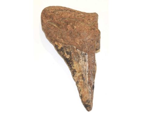Natural History and fossil interest: half a fossilised sharks tooth measuring 8cm long 