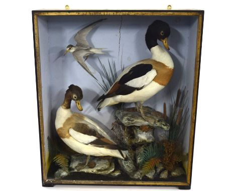 20th Century unattributed Taxidermy cased brace of Shell ducks and Little Tern, set in naturalistic setting stood upon painte