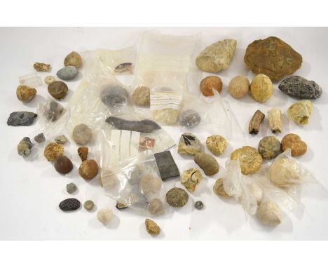 Natural History, Paleontology and fossil intrest: Quantity of mixed assorted fossils to include: Ammonites, fossilised sea ur