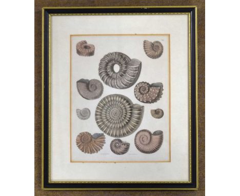 Framed 19th century coloured engraving of ammonite fossils, drawn by Captain Brown and engraved by W. H. Lizars. Frame size:3