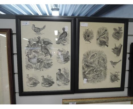 Two vintage prints depicting game and wild birds