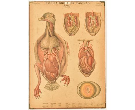 A vintage mid century Swedish anatomical / educational print mounted on card. Printed in full colours with lettering in Swedi