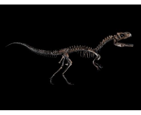 Allosaurus Jimmadseni (Dinosaurier)Maße inkl. Sockel: 200 x 458 x 80 cm. Gewicht: 200 kg. Washakie County/ Wyoming, USA, Ober