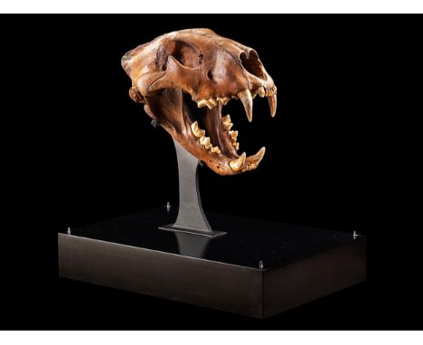Panthera Spelaea (Höhlenlöwe)45 x 45 x 30 cm. Russland, Sibirien, Mittelpleistozän, um 54000 Jahre alt.Dieser exquisit erhalt