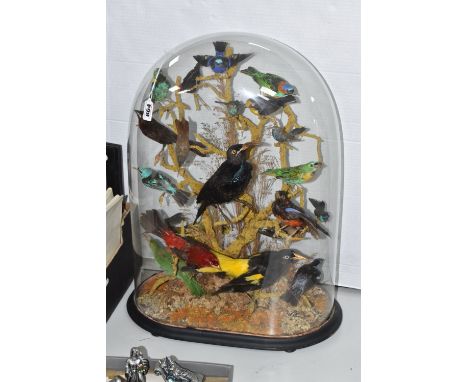 A NINETEENTH CENTURY TAXIDERMY DISPLAY OF EXOTIC BIRDS, twenty one birds from around the world, to include a Paradise Riflebi