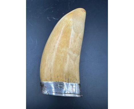 A whale tooth snuff box 