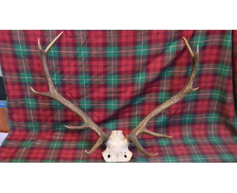  Sale Item:    SET OF ANTLERS -(AF)   Vat Status:   No Vat   Buyers Premium:  This lot is subject to a Buyers Premium of 17.5