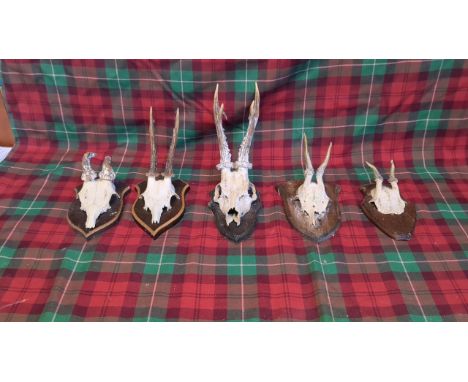  Sale Item:    5 - ANTLERS MOUNTED - (AF)   Vat Status:   No Vat   Buyers Premium:  This lot is subject to a Buyers Premium o