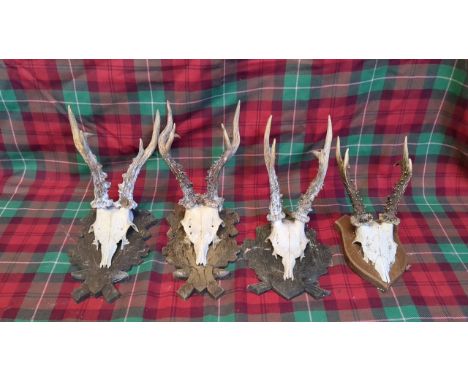  Sale Item:    4 - ANTLERS MOUNTED -(AF)   Vat Status:   No Vat   Buyers Premium:  This lot is subject to a Buyers Premium of
