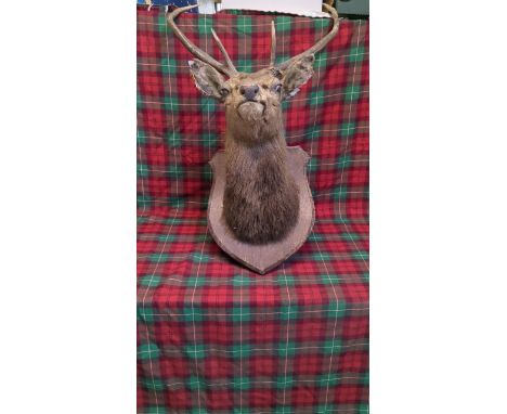  Sale Item:    DEERS HEAD - (AF)   Vat Status:   No Vat   Buyers Premium:  This lot is subject to a Buyers Premium of 17.5% +