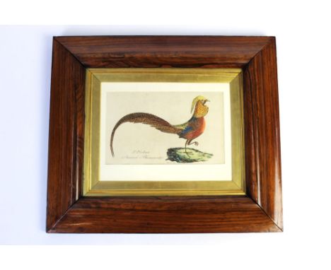 A Victorian print of a painted Pheasant (Golden Pheasant) in a gilt and rosewood frame.  Frame 34 x 39 cm.