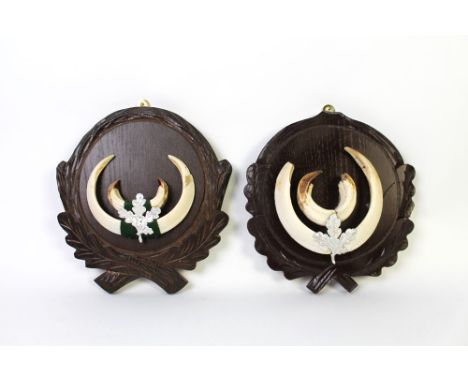 Taxidermy - Two wild boar tusk trophy mounts, mounted on carved oak shields and with silver oak leaf embellishment.  Longest 