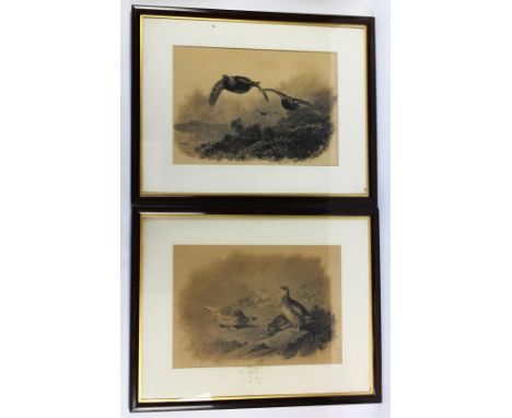 Archibald Thorburn a pair of early 20th century black and white prints depicting Red Grouse in flight, 35.5 cm x 51.5 cm and 