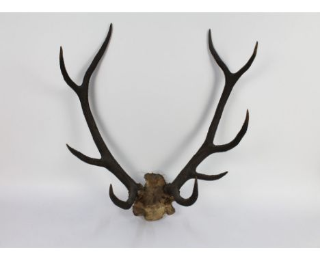 Taxidermy - A pair of nine point red stag antlers on skull cap.