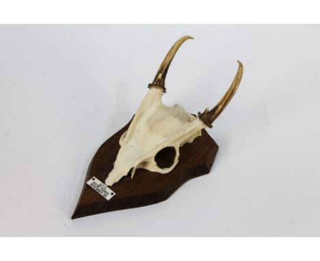 Taxidermy - A Muntjac half skull mounted on a wooden shield with plaque A.P.I.C. Deenethorpe November '88.