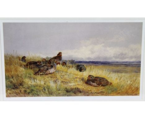 Archibald Thorburn, a limited edition print of Grey Partridge 13/850, published by the Tryon and Swann Gallery London.  22 x 
