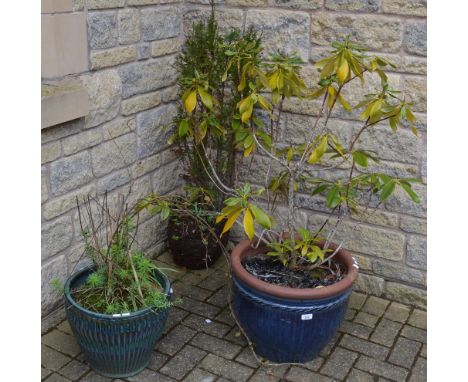 A large ceramic garden planter with a rhododendron, another and a fir three (3)