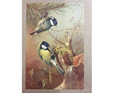 Thorburn (Archibald). British Birds, 4 volumes, limited edition, London: Longmans, Green and Co., 1925, numerous colour plate