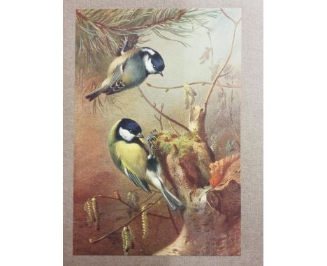 Thorburn (Archibald). British Birds, 4 volumes, limited edition, London: Longmans, Green and Co., 1925, numerous colour plate