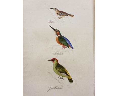 Mudie (Robert). The Feathered Tribes of the British Birds, 2 volumes, London: Whittaker &amp; Co., 1834, hand-coloured plates