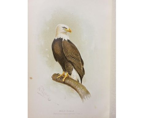 Fisher (A. K.) .The Hawks and Owls of the United States in their relation to agriculture [U. S. Department of Agriculture... 