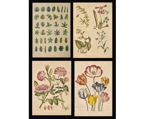 Green, Thomas - 'The Universal Herbal; or, Botanical, Medical, and Agricultural Dictionary' - First edition complete in two v