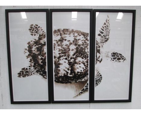 PRINTS, three, of sea turtle, 165cm x 125cm H. (3)