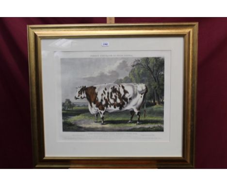 After William Henry Davis, coloured engraving by J. Harris - Fores's Portraits of Prize Cattle, The Everingham Short Horned P