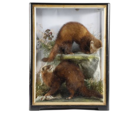 Taxidermy. A late Victorian preserved pair of polecats by Hutchings of Aberystwyth, with a bird kill, mounted in a naturalist