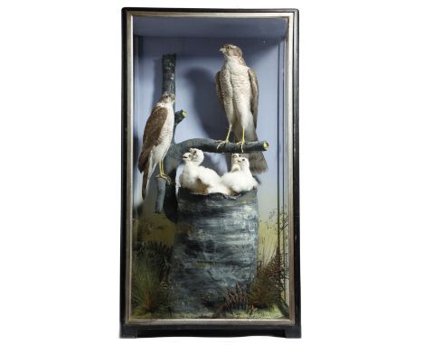 Taxidermy. An Edwardian preserved group of a pair of sparrow hawks by Hutchings of Aberystwyth, attending their four chicks, 