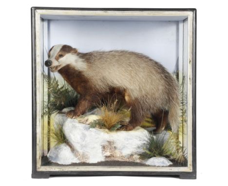 Taxidermy. A late Victorian preserved badger cub by Hutchings of Aberystwyth, mounted in a rocky naturalistic setting, in a g