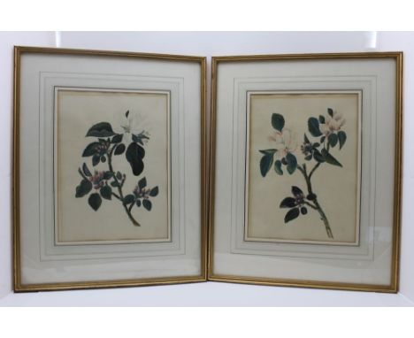 Mrs David Murray 'Roses' a pair of watercolour paintings c. 1795-1800, 30cm x 22cm, gilt framed, mounted &amp; glazed (see la