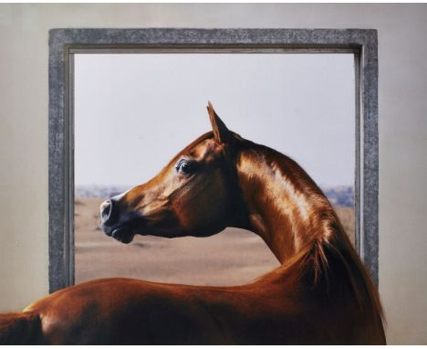 Tim Flach, British b.1958 - Windows-Chestnut; lambda digital C-type print, 98.7 x 118.3 cm (ARR) Please refer to department f