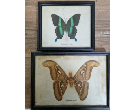 Two butterflies, The Banded Peacock &amp; Attacus Atlas Moth (M), both framed and glazed.