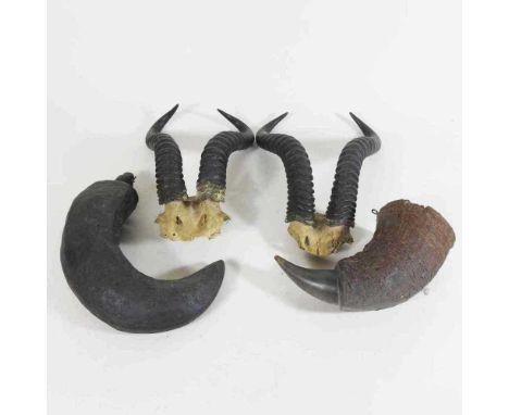 A pair of taxidermy Springbok horns, with partial skull, 29cm high, together with another pair smaller, a horn flask and anot