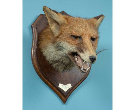 A mid-20th century Rowland Ward fox mask on an oak shield with inscription and date for 'The R. A. (S.P) Hunt, Newcome's Gors