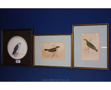 Two bird Prints "Wood Warbler" and "Nightingale" plus a print of a Falcon
