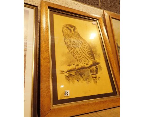 Vintage framed Barred Owl print 45 x 30 cm