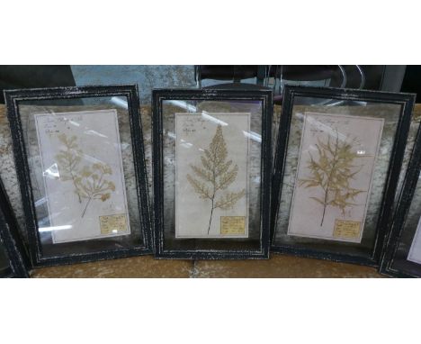 PRESSED BOTANICAL DISPLAYS, a set of six, 58cm x 40cm, various, framed and glazed. (6) 