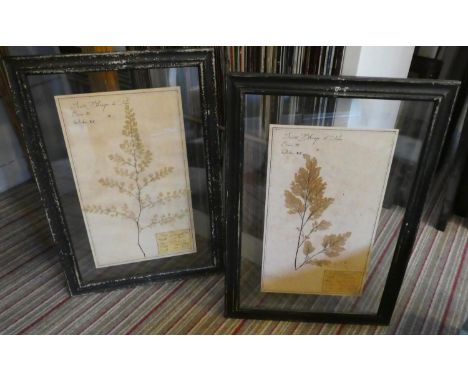 PRESSED BOTANICAL DISPLAYS, a set of six, 58cm x 40cm, various, framed and glazed. (6) 