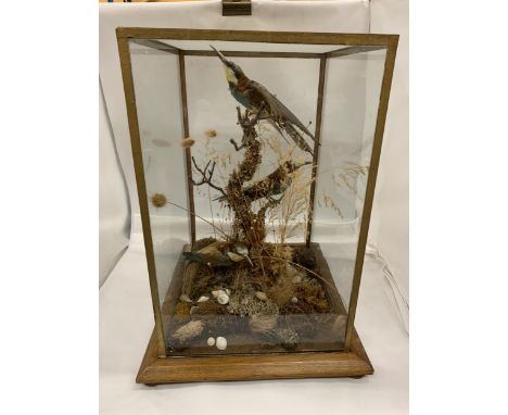 A VINTAGE TAXIDERMY MODEL OF TWO BIRDS IN GLASS DISPLAY CASE WITH OAK BASE 