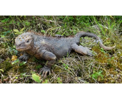 SALLIE WAKLEY raku fired ceramic - realistic walking Iguana (marine), 48cms long
