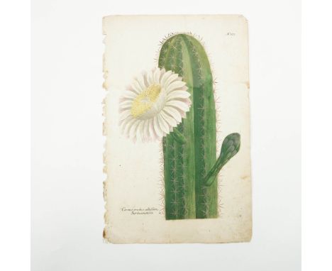 This exquisite 18th-century hand-colored botanical engraving originates from Phytanthoza Iconographia, the pioneering botanic