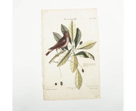 This exquisite 18th-century hand-tinted engraving features the Violet Finch (Fringilla purpurea) perched among botanical elem